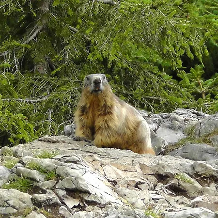 Bartlbauer رامساو أم داتشستين