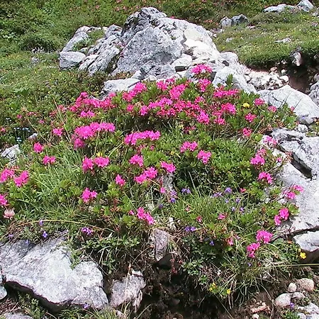 Bartlbauer