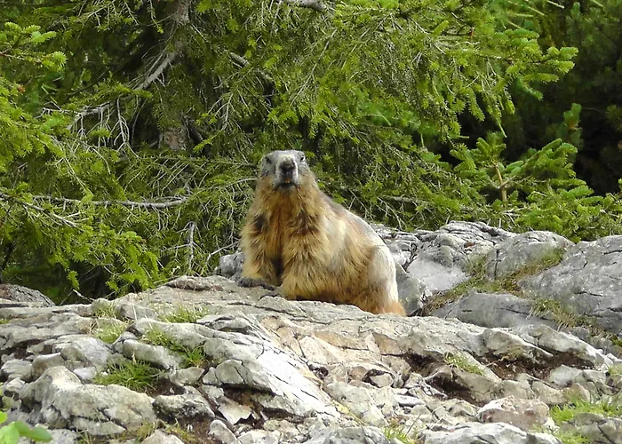 Bartlbauer Ramsau am Dachstein